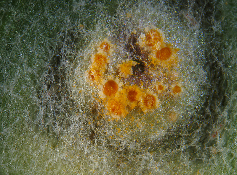 Puccinia sp. su Adenostyles